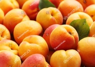 Apricot